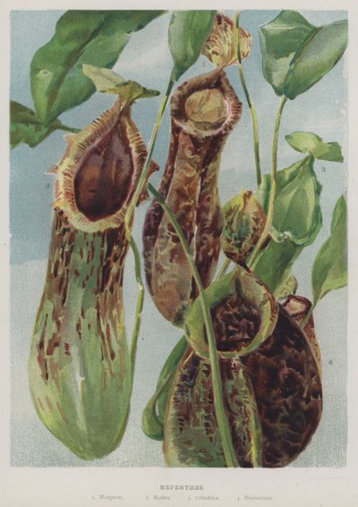 Nepenthes - English School