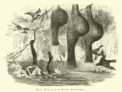 Nids de tisserins sud-africains - English School