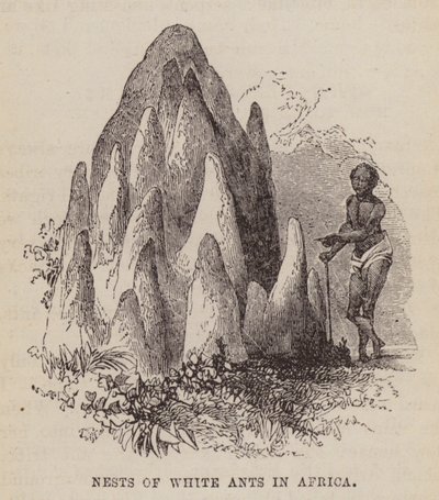 Nids de termites blancs en Afrique - English School