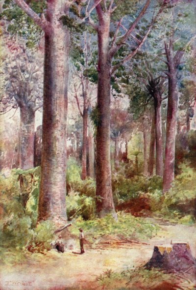 Nouvelle-Zélande : Kauri (lithographie couleur) - English School