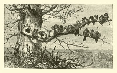 Dix-neuf oiseaux - English School