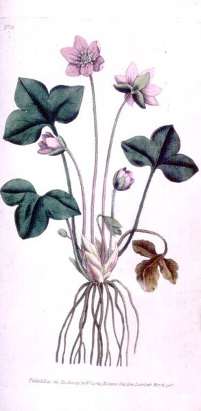 Hépatique noble (Anemone hepatica), planche 10 du 