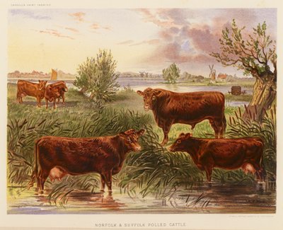 Bétail sans cornes de Norfolk et Suffolk - English School