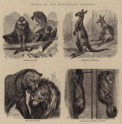 Notes aux jardins zoologiques - English School