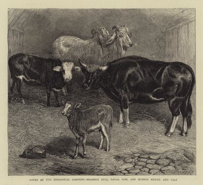 Notes aux jardins zoologiques, taureau brahmane, vache gayal, et génisse hybride et veau (gravure) - English School