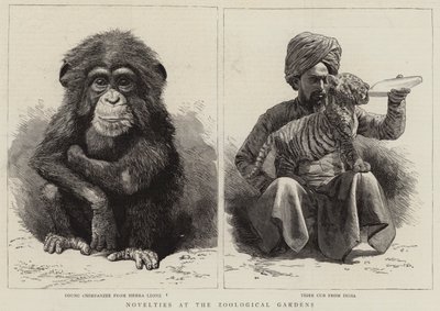 Nouveautés au jardin zoologique - English School
