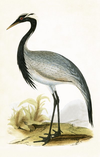 Grue numide, illustration de 