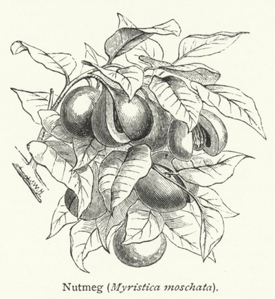 Muscade (Myristica moschata) (gravure) - English School