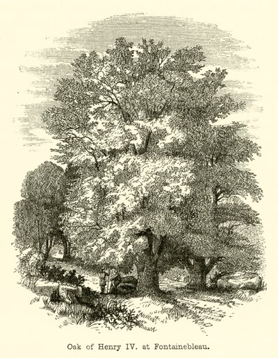 Chêne d