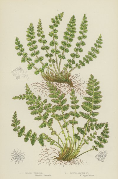 Woodsia Oblongue, Woodsia à Feuilles Rondes - English School
