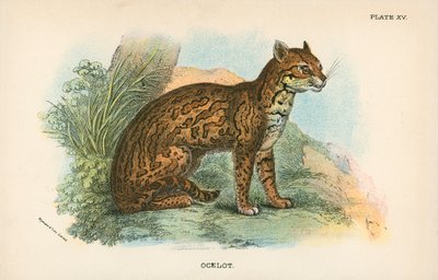 Ocelot - English School