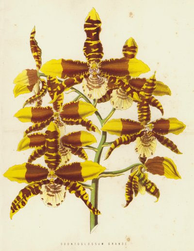 Odontoglossum Grande - English School
