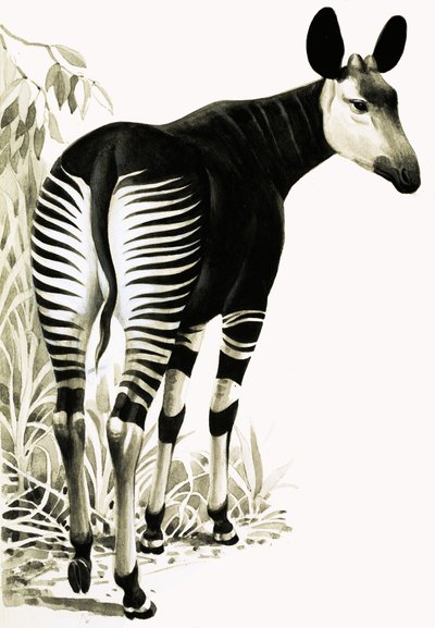 Okapi - English School
