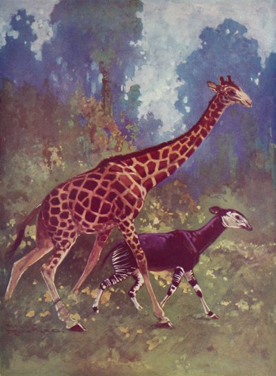 Okapi et girafe - English School