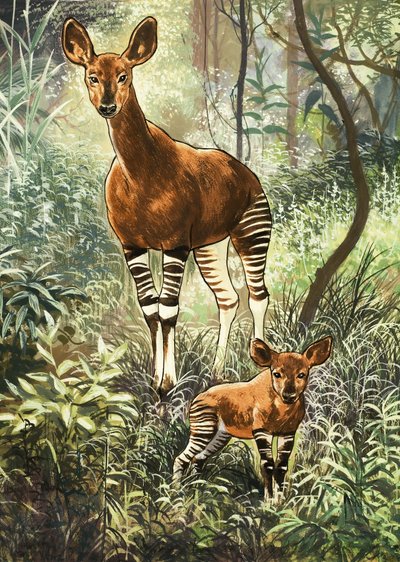 Okapis du Congo - English School