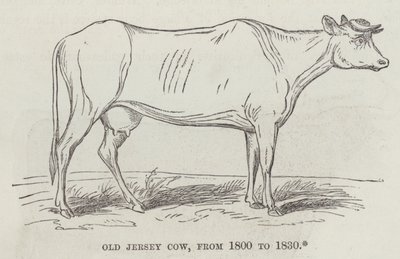 Vieille vache Jersey, de 1800 à 1830 (gravure) - English School