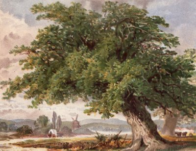 Vieux chêne au bord du chemin, Surrey - English School