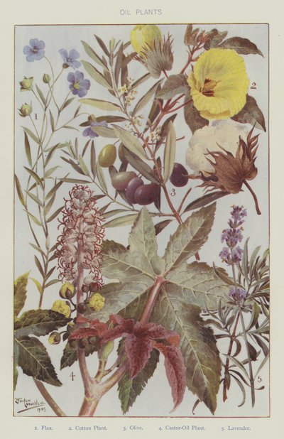 Plantes d