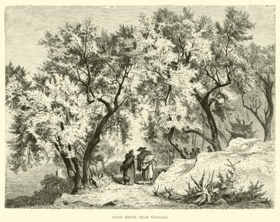 Oliveraie près de Venafro - English School