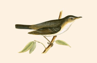 Fauvette des oliviers, illustration de 
