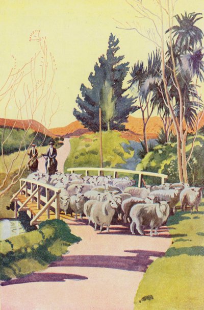 Dans une station de moutons en Nouvelle-Zélande - English School