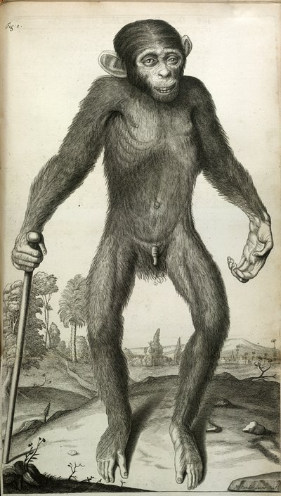 Orang-Outang, sive Homo Sylvestris : ou, l