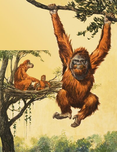 Orangs-outans - English School
