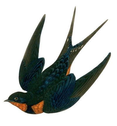 Hirondelle de cheminée orientale - English School