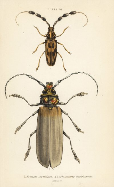 Orthomegas cinnamomeus Prionus corticinus 1, et Batus barbicornis, Lophonocerus barbicornis 2 - English School