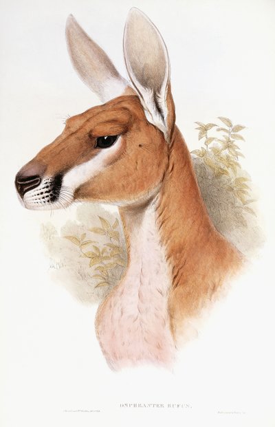 Osphranter Rufus - English School