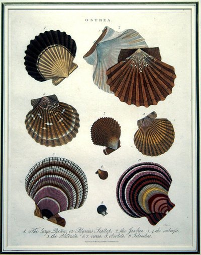 Ostrea, illustration de l
