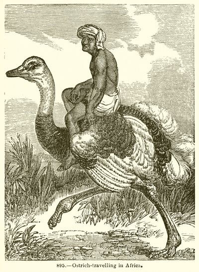 Voyage en autruche en Afrique - English School