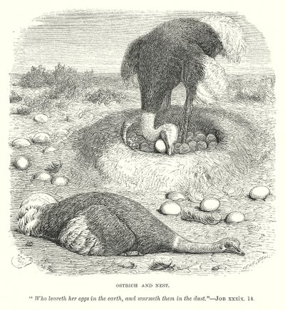 Autruche et nid (gravure) - English School