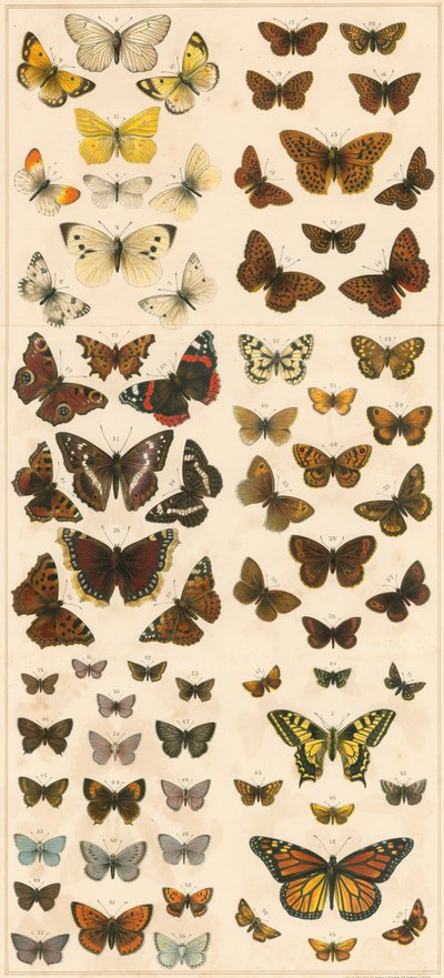 Nos papillons britanniques - English School