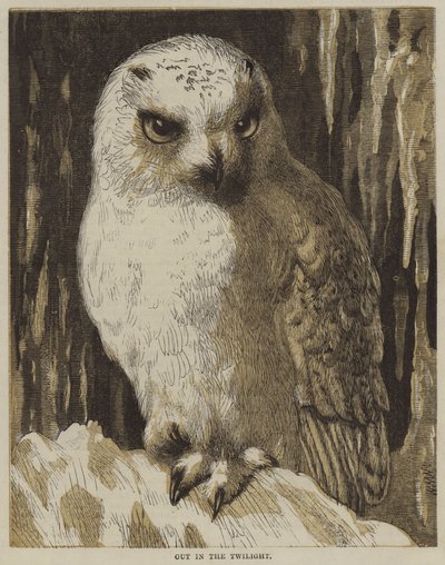 Dans le crépuscule (gravure) - English School