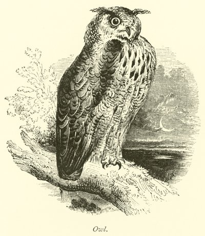 Hibou - English School