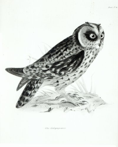 Hibou, planche 3 de 