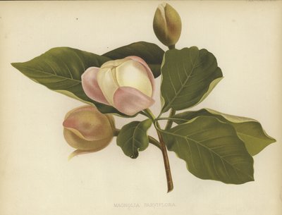 Magnolia Oyama - English School