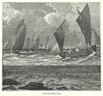Dragage des huîtres (gravure) - English School