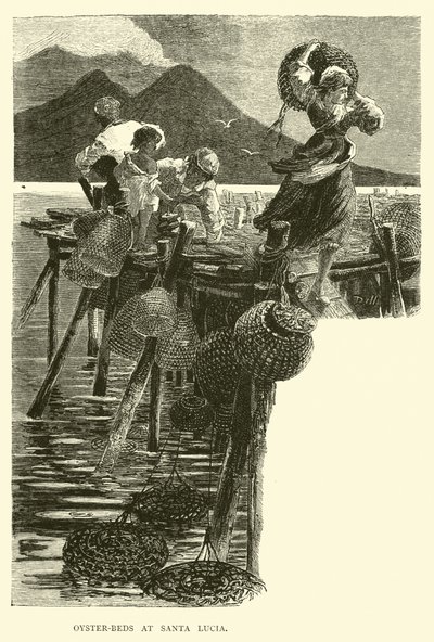 Parcs à huîtres à Santa Lucia - English School