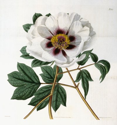 Paeonia suffruticosa Andr. var. papaveracea, 1788-1896 - English School