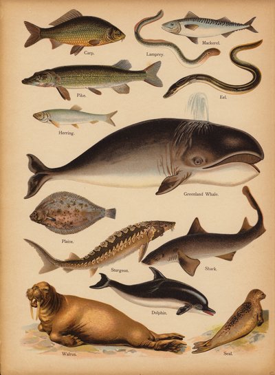 Page de The Little Folks’ Picture Natural History, vers 1900 - English School