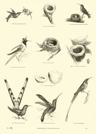 Page du Musée Pictural de la Nature Animée - English School