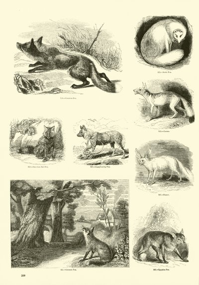 Page du Musée Pictural de la Nature Animée - English School