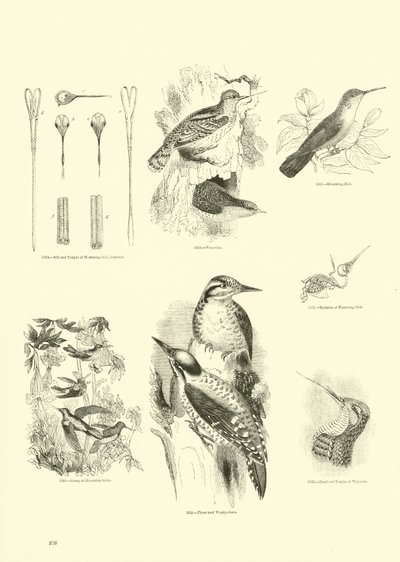 Page du Musée Pictural de la Nature Animée - English School