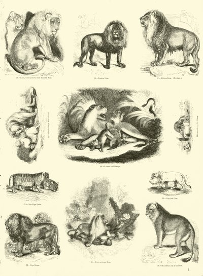 Page du Musée Pictural de la Nature Animée - English School