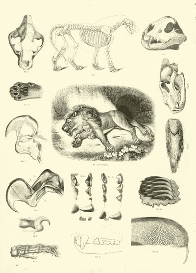 Page du Musée Pictural de la Nature Animée - English School