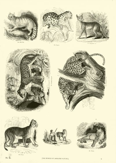 Page du Musée Pictural de la Nature Animée - English School