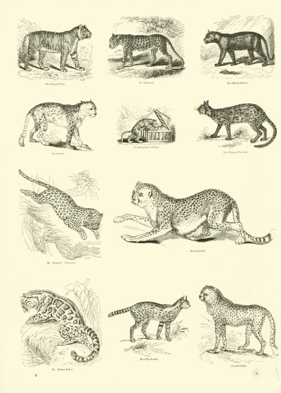 Page du Musée Pictural de la Nature Animée - English School