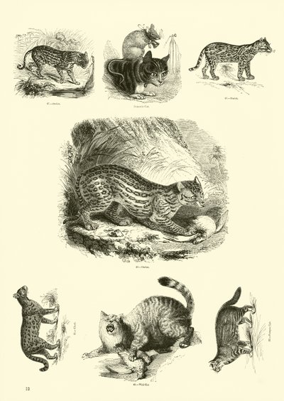 Page du Musée Pictural de la Nature Animée - English School